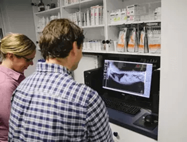 Veterinarians examining digital X-rays