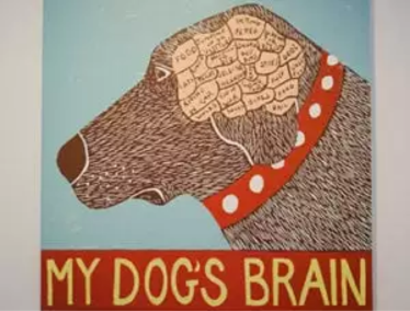 Dog's brain illustration