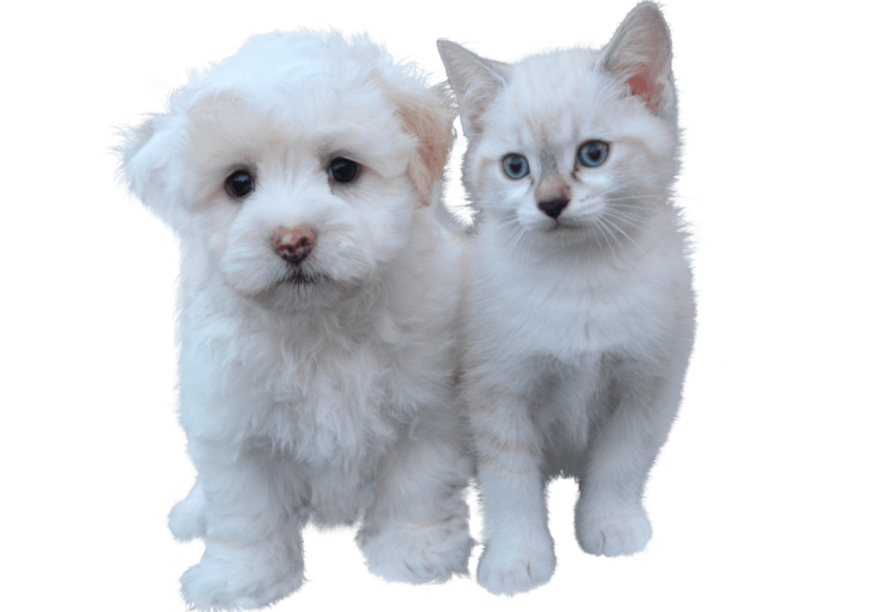 Pet Bathing & Dermatology In Old Chatham, NY Wood Hill Veterinary Clinic