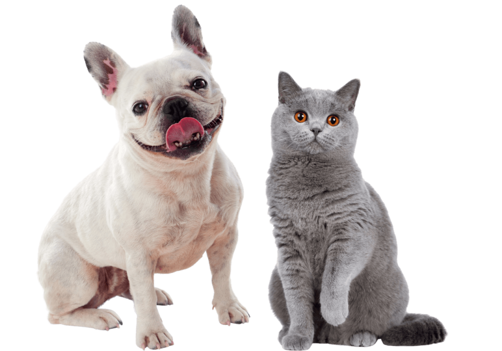 Pet Information In Old Chatham, NY 12136 Wood Hill Veterinary Clinic