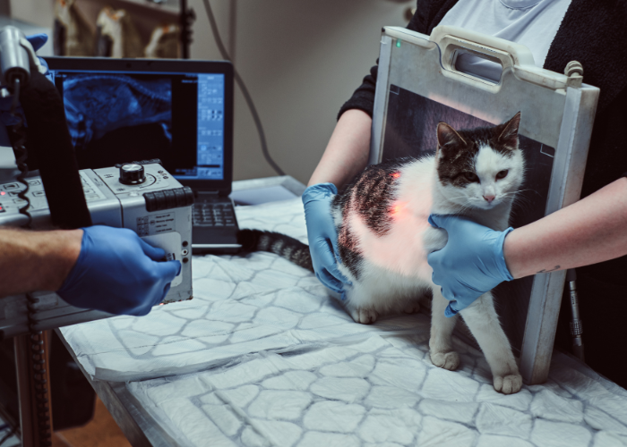 Cat's X-ray taken by vets