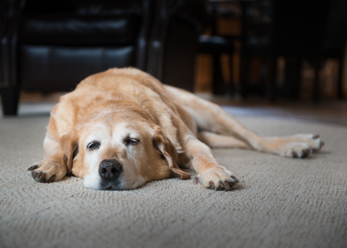 Old dog laying on floor
