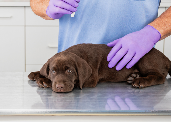 Dog being examined on vet's table