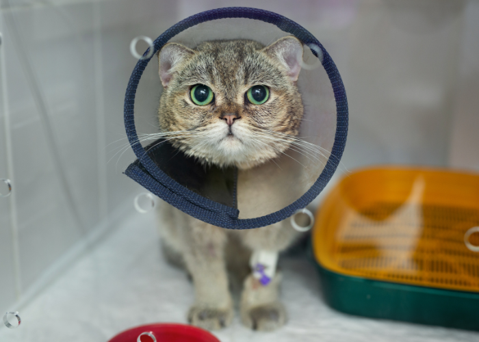 Cat wearing cone after surgery