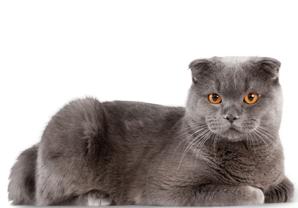 Grey shorthair cat