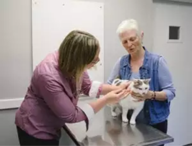 Veterinarian examining a cat with her owner
