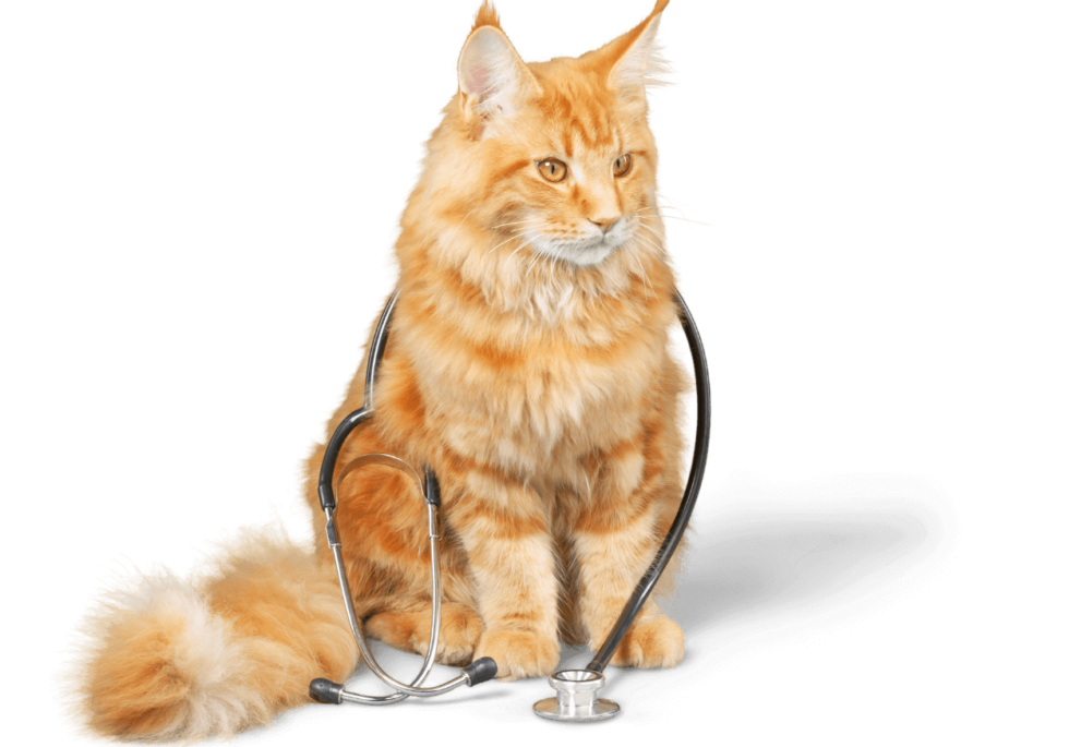 Emergency Vet Clinics Near Old Chatham, NY Wood Hill