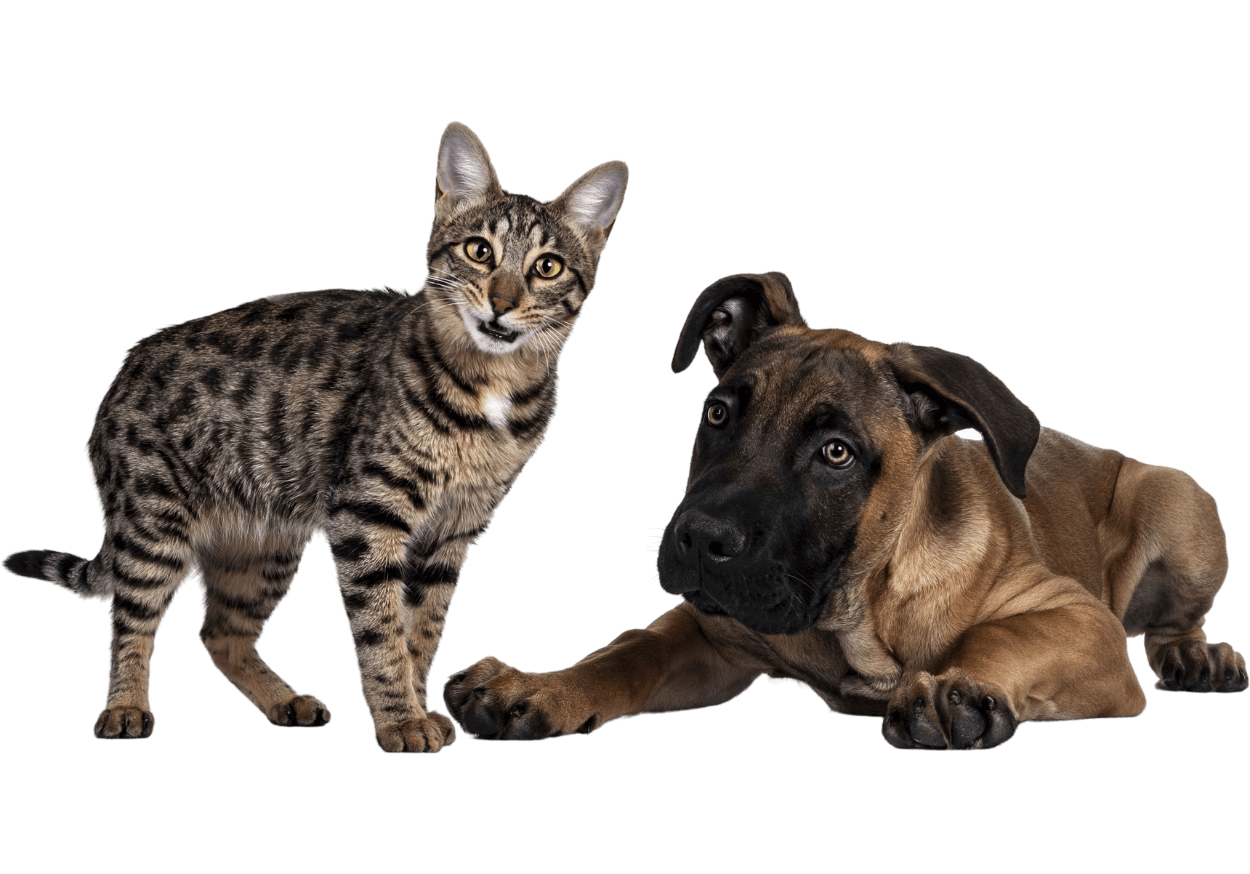 Cat and dog on transparent background