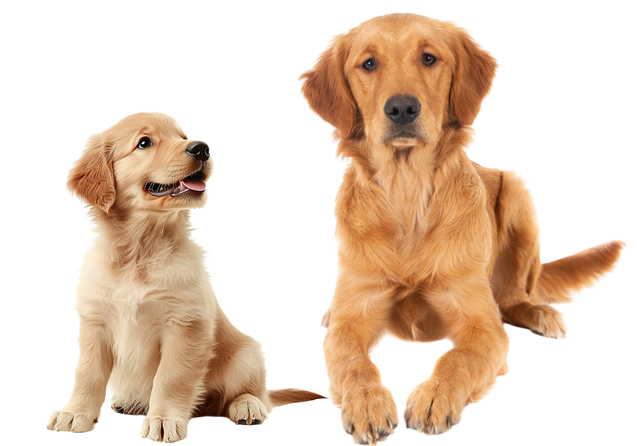 dog and puppy cutout