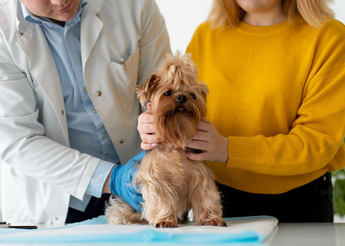 dog during consultation